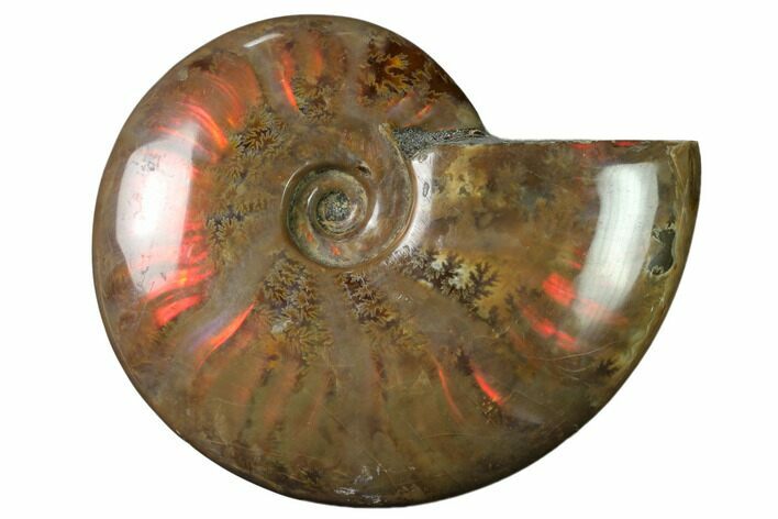 Flashy Red Iridescent Ammonite #155222